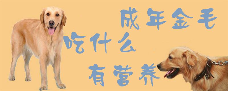 成年金毛吃那些有营养