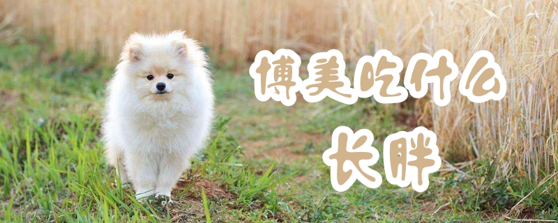 博美吃那些长胖