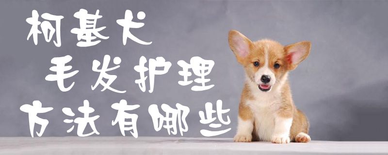 柯基犬毛发护理办法有什么