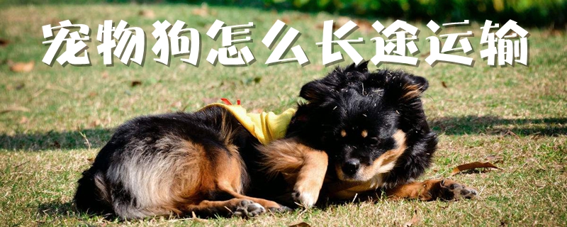 宠物狗如何长途运输