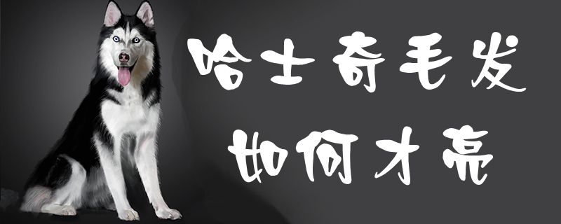 哈士奇毛发怎么样才亮