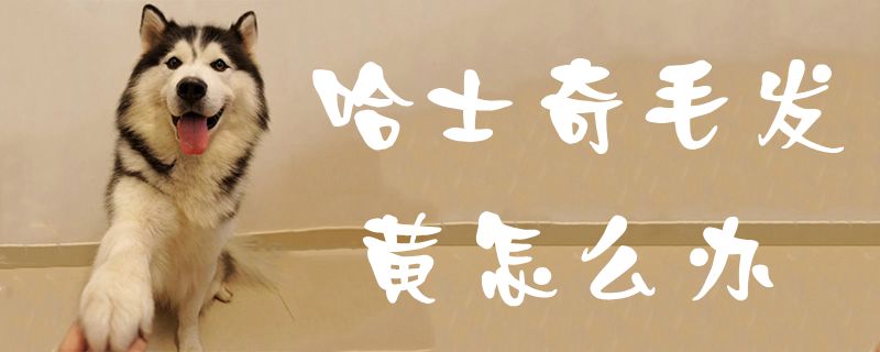 哈士奇毛发黄如何解决