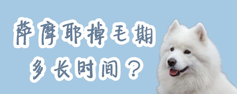 萨摩耶掉毛期多久
