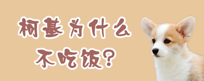 柯基为何不吃饭