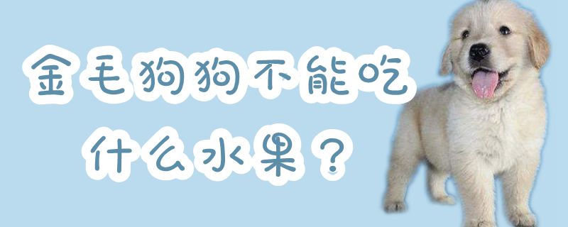 金毛狗狗不可以吃那些水果