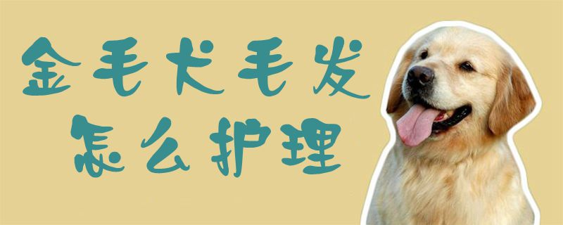 金毛犬毛发如何护理