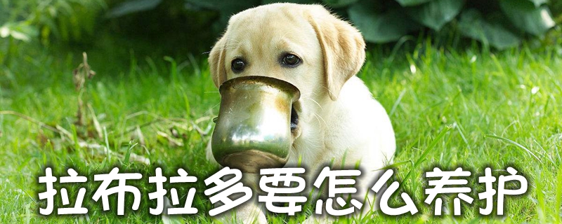 拉布拉多要如何保养维护