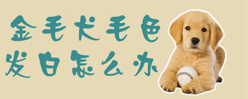 金毛犬毛色发白如何解决