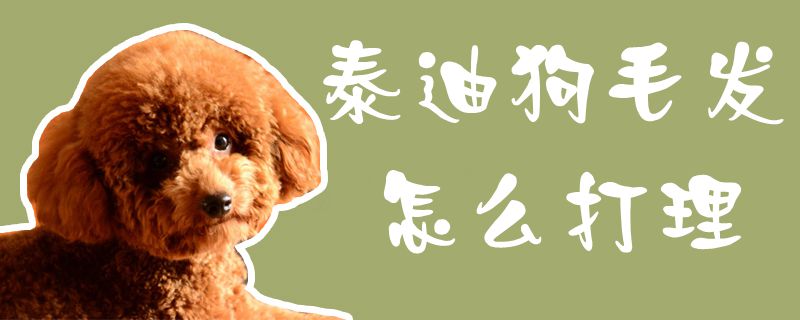 泰迪狗毛发如何收拾