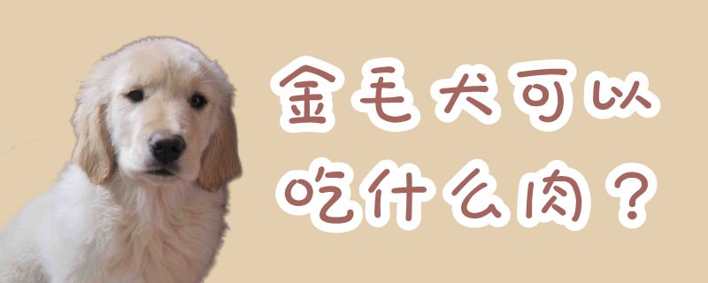 金毛犬可以吃那些肉
