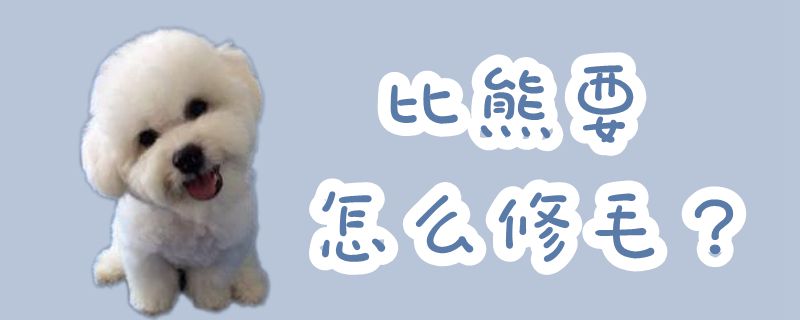 比熊要如何修毛