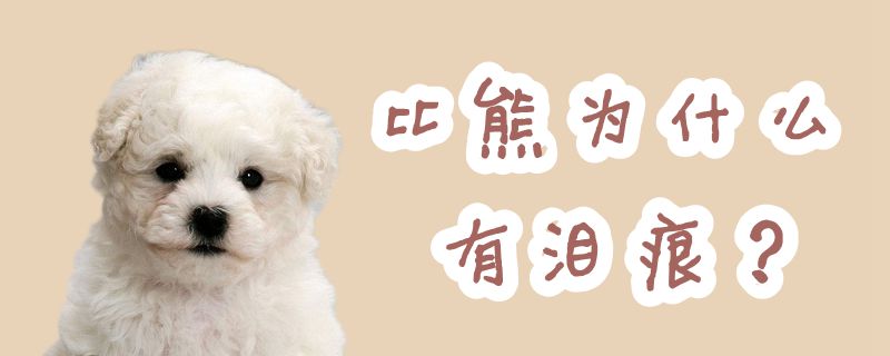 比熊为什么有泪痕-第1张图片 比熊为什么有泪痕-第1张图片