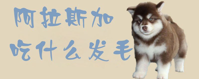 阿拉斯加吃那些发毛