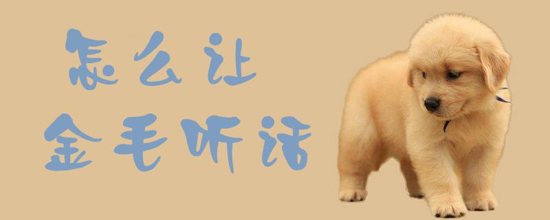 如何让金毛听话
