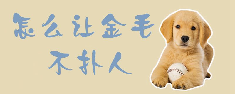 如何让金毛不扑人