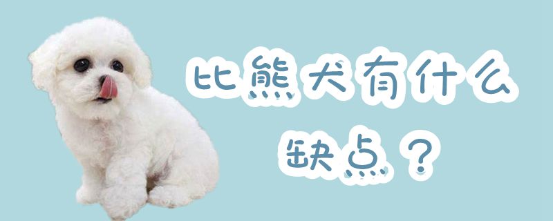 比熊犬有哪些缺点