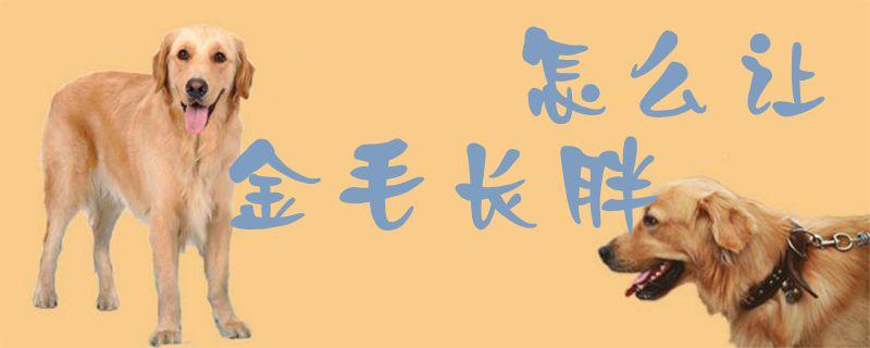 如何让金毛长胖