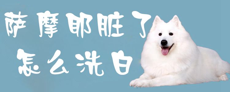 萨摩耶脏了如何洗白