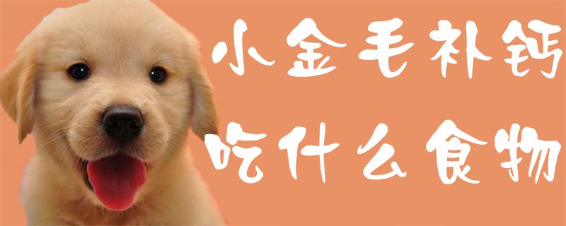 小金毛补钙吃那些食物