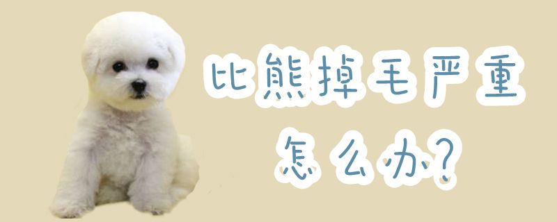 比熊掉毛严重怎么办-第1张图片 比熊掉毛严重怎么办-第1张图片