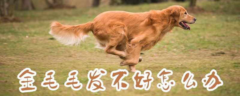金毛毛发不好如何解决