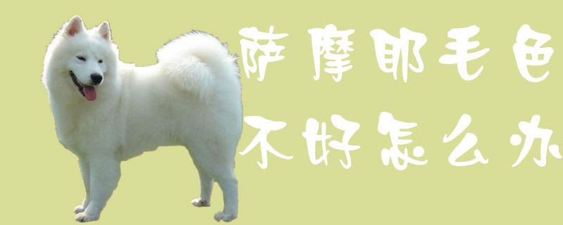 萨摩耶毛色不好如何解决