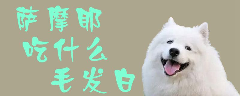 萨摩耶吃那些毛发白