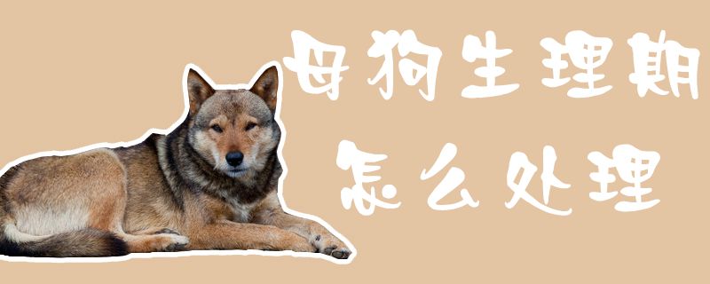 母狗生理期怎么处理-第1张图片 母狗生理期怎么处理-第1张图片