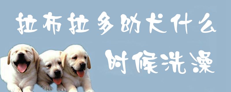 拉布拉多幼犬什么时间洗澡