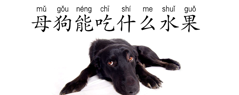 母狗可以吃什么水果