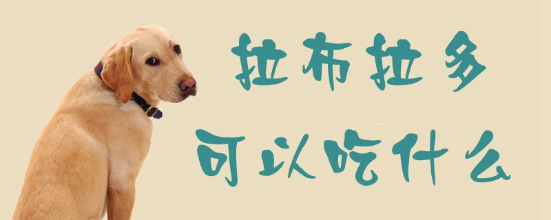 拉布拉多可以吃那些