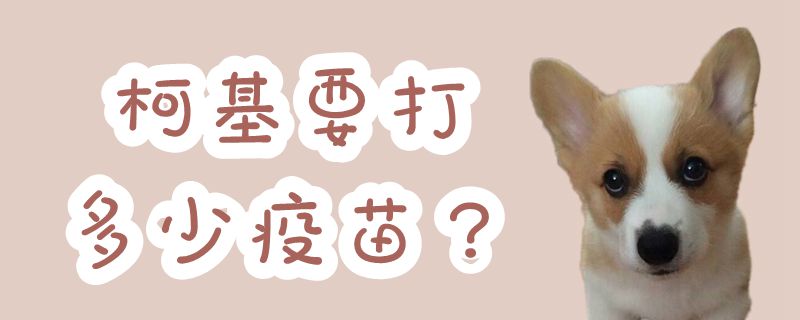 柯基要打多少疫苗