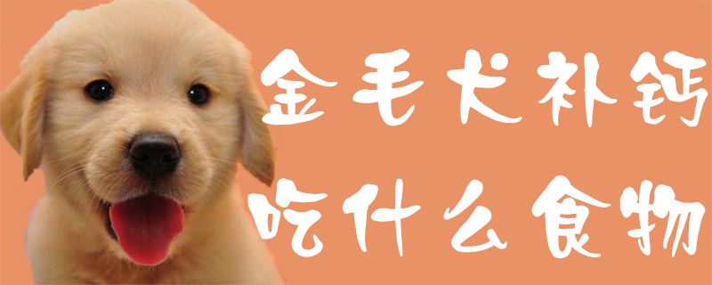 金毛犬补钙吃那些食物
