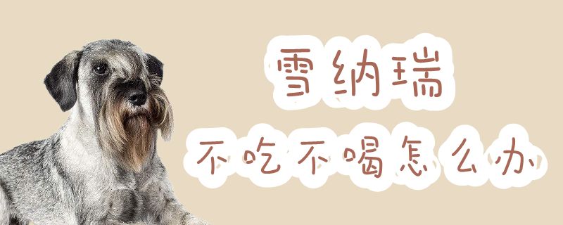 雪纳瑞不吃不喝如何解决