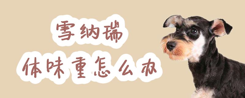 雪纳瑞体味重怎么办