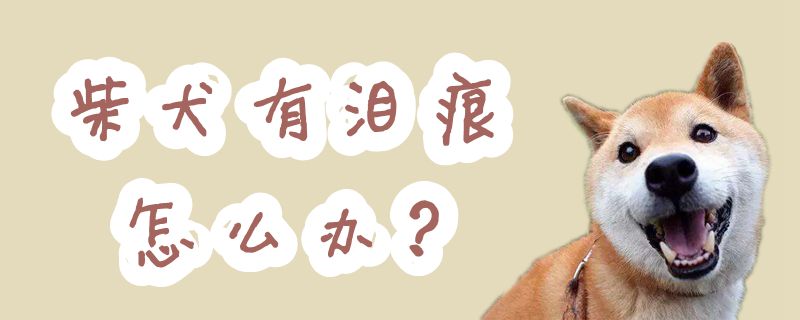 柴犬有泪痕怎么办-第1张图片 柴犬有泪痕怎么办-第1张图片