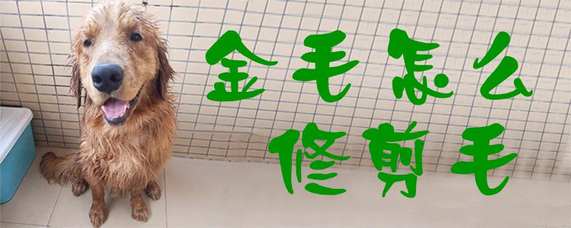 金毛如何修剪毛