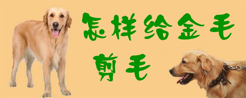 如何给金毛剪毛