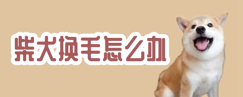 柴犬换毛如何解决