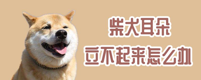 柴犬耳朵立不起来如何解决