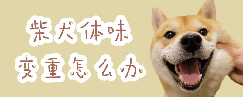 柴犬体味变重如何解决