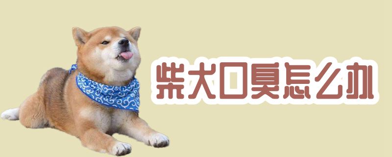 柴犬口臭怎么办-第1张图片 柴犬口臭怎么办-第1张图片