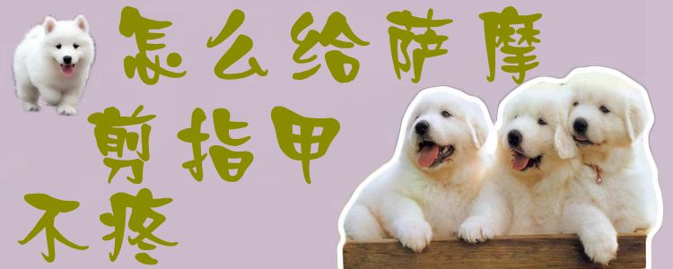 如何给萨摩剪指甲不疼