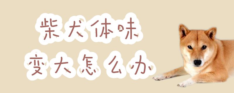 柴犬体味变大怎么办-第1张图片 柴犬体味变大怎么办-第1张图片
