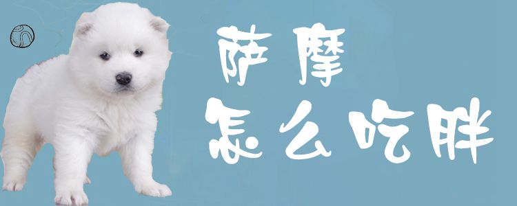 萨摩如何吃胖
