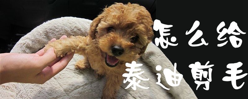 如何给泰迪剪毛