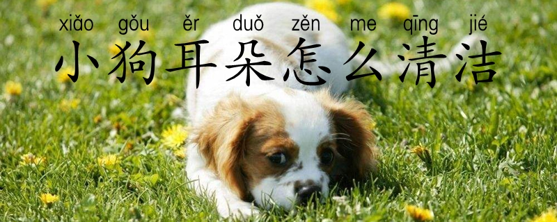 小狗耳朵如何清洗