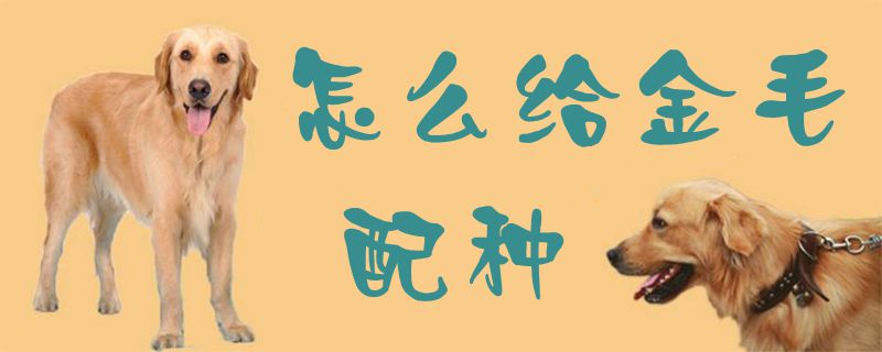 如何给金毛配种