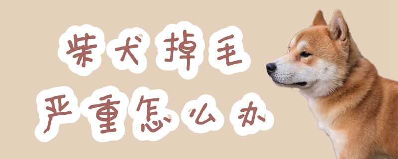 柴犬掉毛紧急如何解决