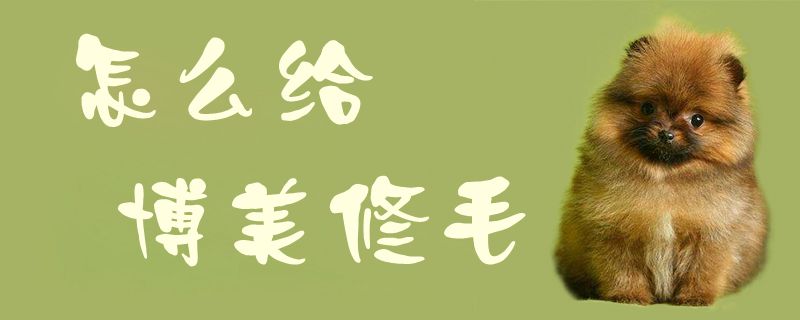如何给博美修毛